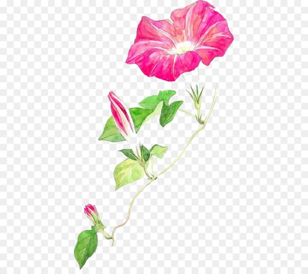 Вьюнок белый акварель