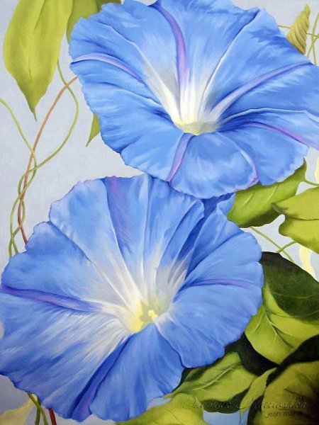 Клематис ботаника