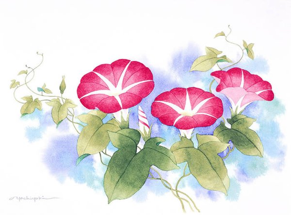 Вьюнок полевой ботаника