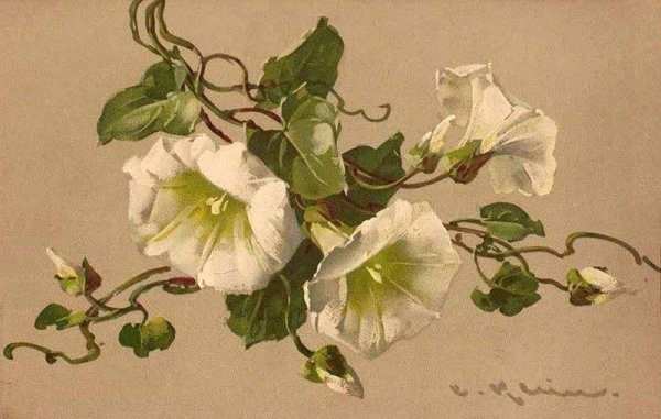 Вьюн акварель