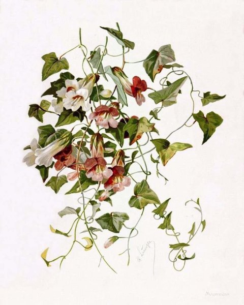 Акварели Марии Сибиллы Мериан