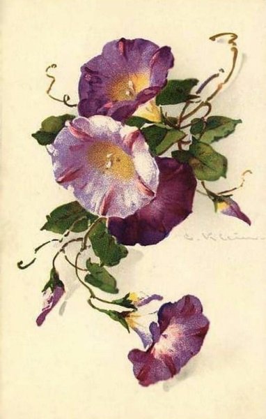 Вьюнок на белом фоне