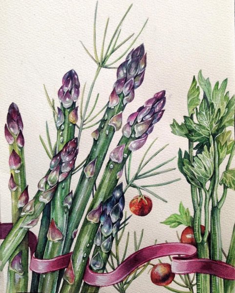 Аспарагус Ботаническая иллюстрация