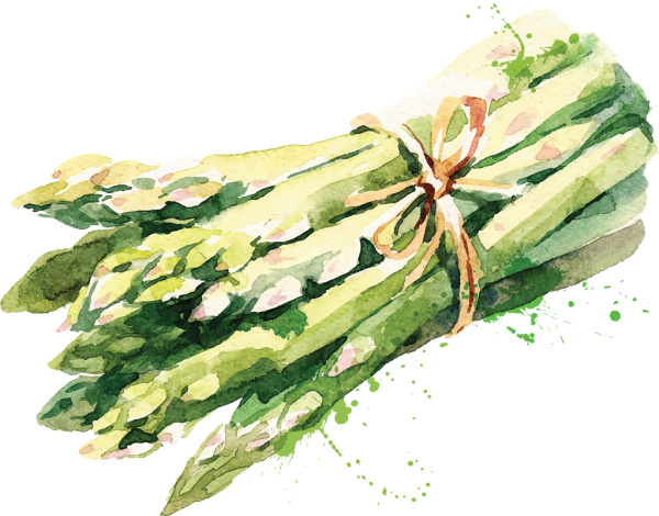 Спаржа акварель
