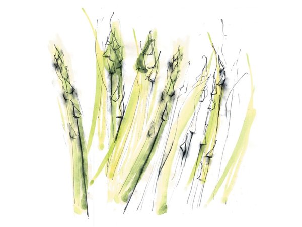 Скетч акварель спаржа