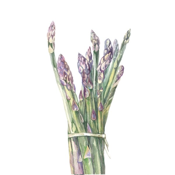 Спаржа лекарственная Ботанический рисунок