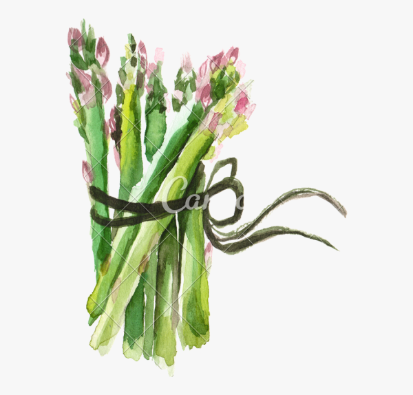 Спаржа акварель