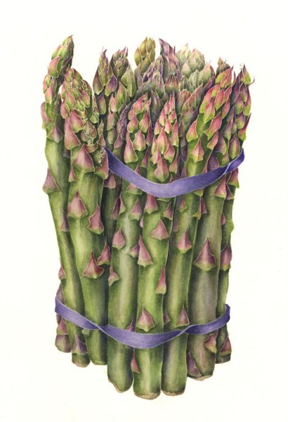Спаржа рисунок цветными карандашами