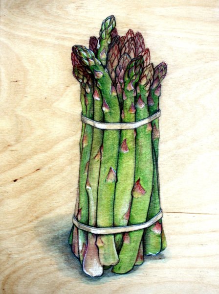 Комнатные растения Asparagus Акварельные картинки