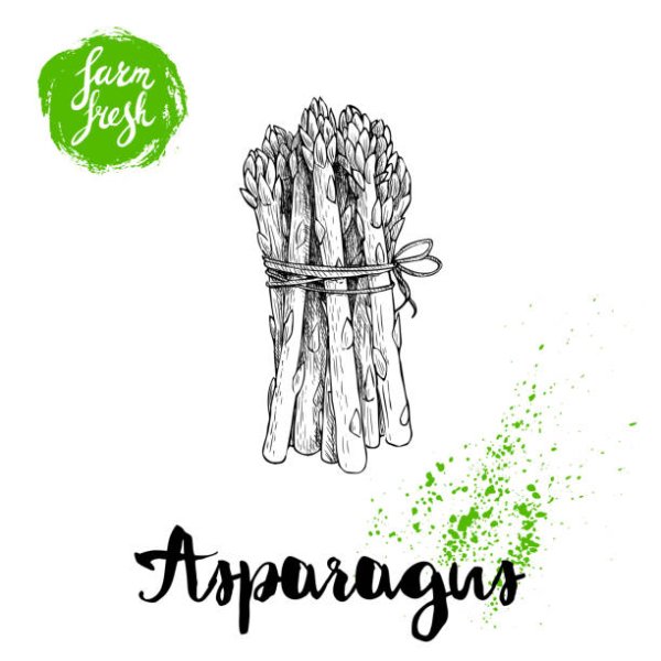 Спаржа рисунок