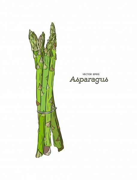 Спаржа карандашом