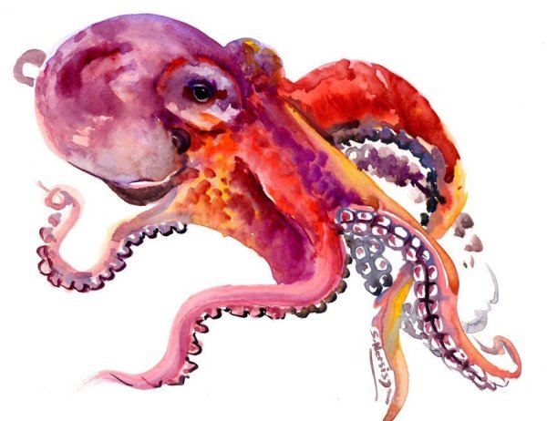 Кальмар акварель