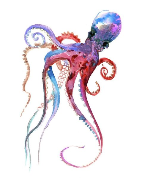Осьминог акварель