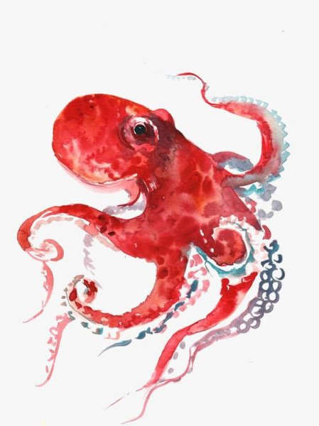 Осьминог акварель для детей