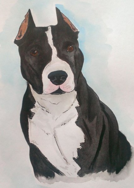 Стаффордширский терьер акварелью