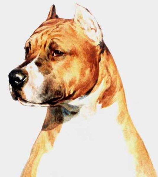 Стаффордширский терьер акварелью
