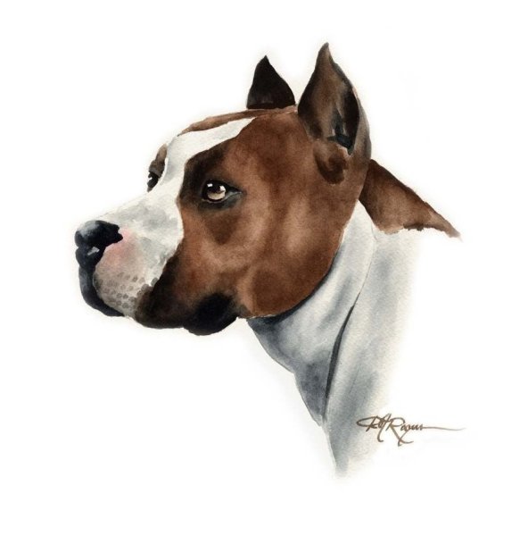 Американский стаффордширский терьер Art