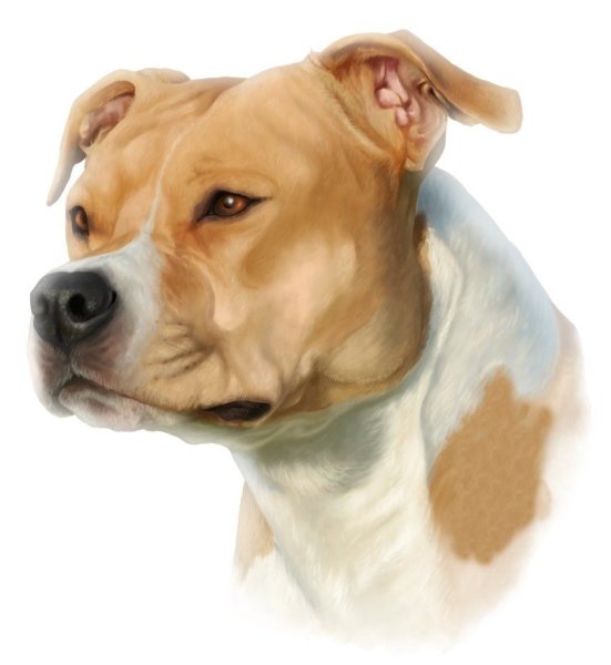 Американский стаффордширский терьер Art