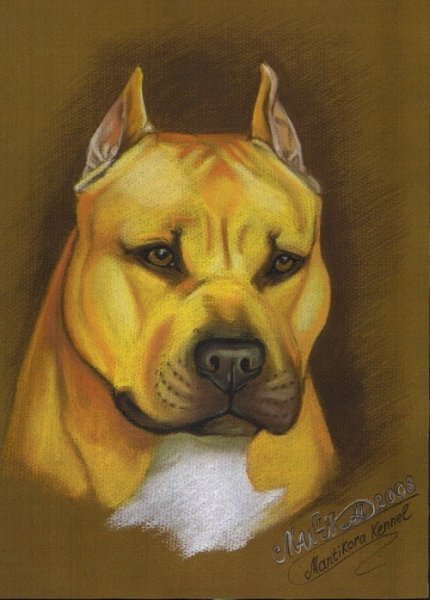 Американский стаффордширский терьер Art