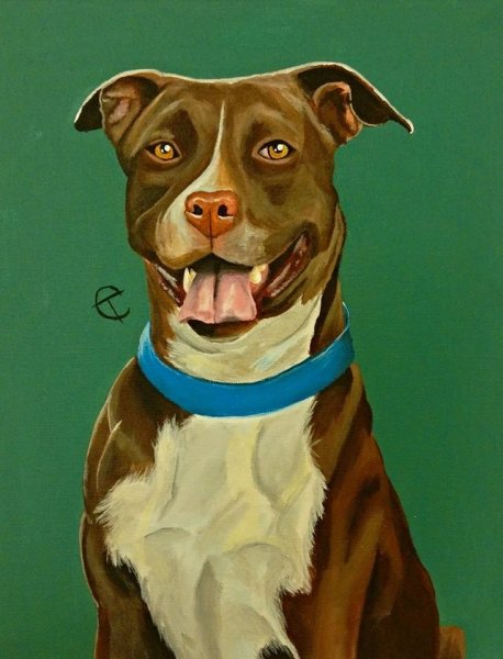 Портрет питбуля