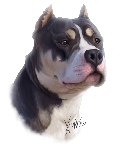 Стаффордширский терьер Art