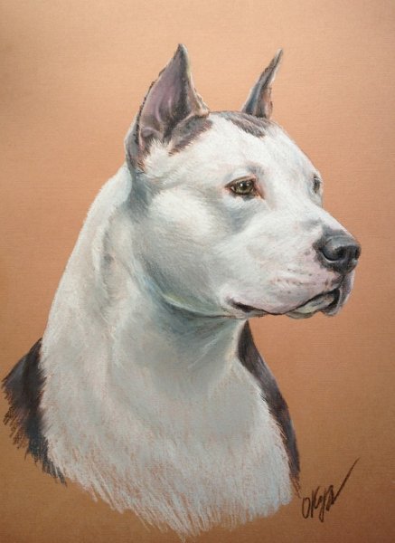 Американский стаффордширский терьер Art