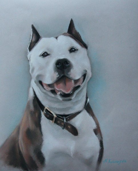 Американский стаффордширский терьер Art