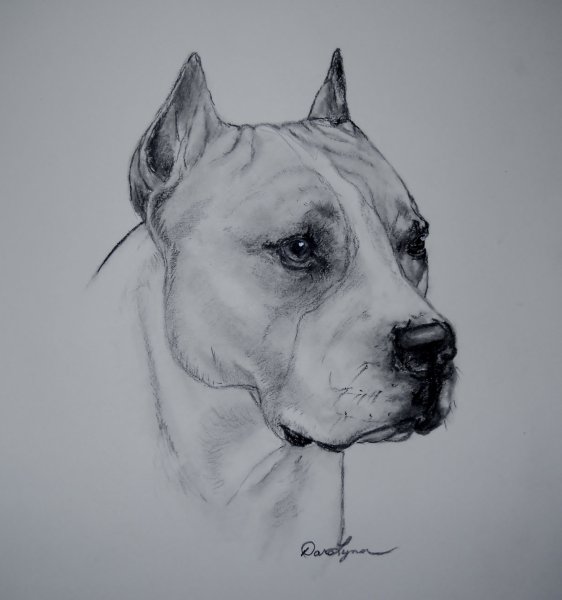 Американский стаффордширский терьер Art