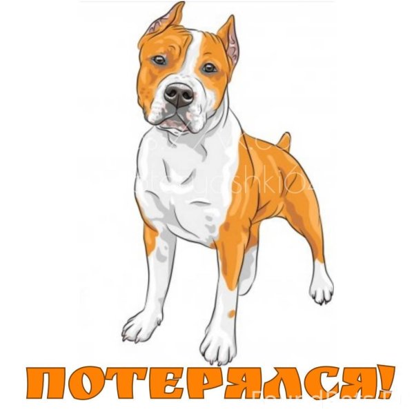 Американский стаффордширский терьер анатомия