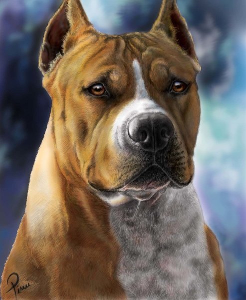 Картина стаффордширский терьер