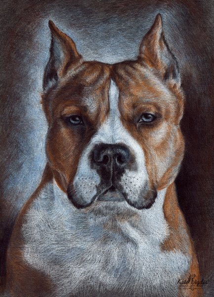 Американский стаффордширский терьер рисунок