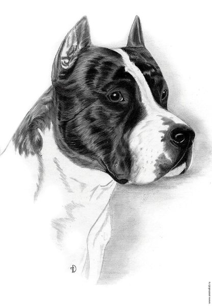 Стаффордширский терьер Графика