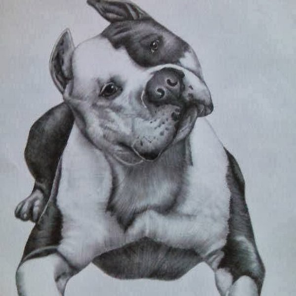 Питбуль карандашом