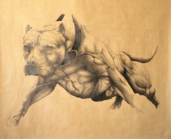 Питбуль собака арт