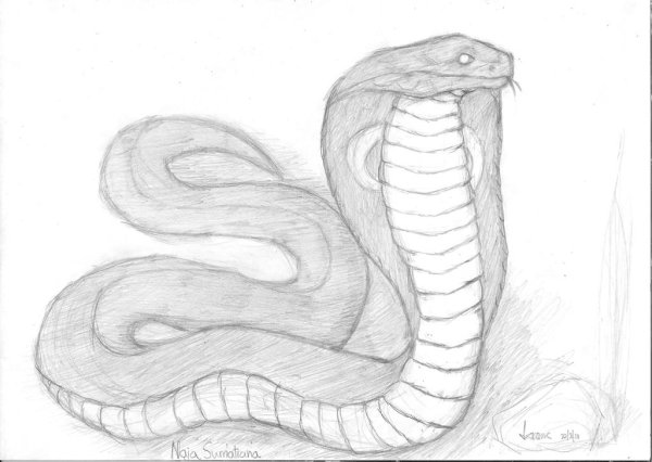 Кобра нарисовать Грозная