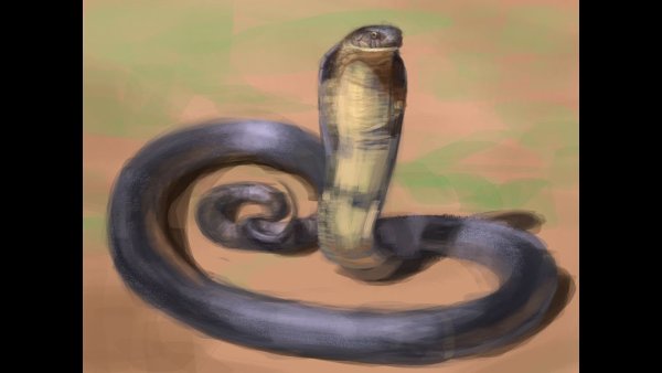 Кобра акварель