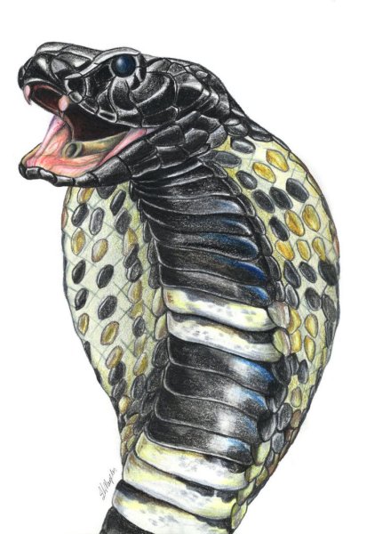 Змей голова