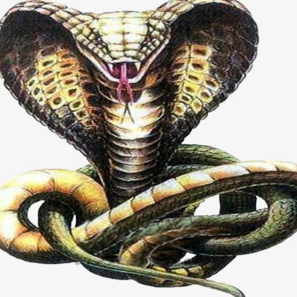 Королевская Кобра фэнтези