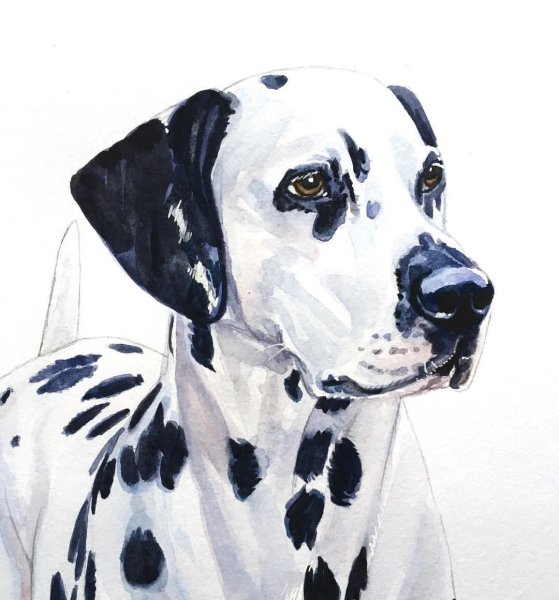 Далматин акварель