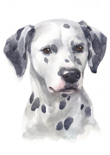 Далматинец акварелью