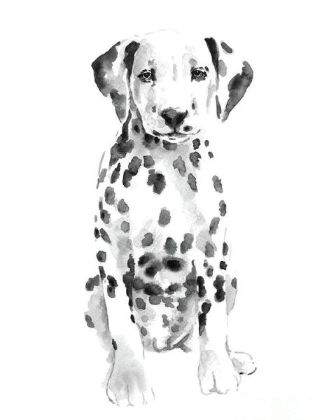 Далматин портрет