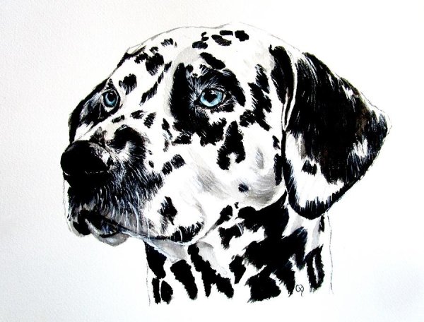 Далматин акварель