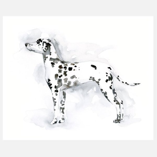 Далматинец акварелью