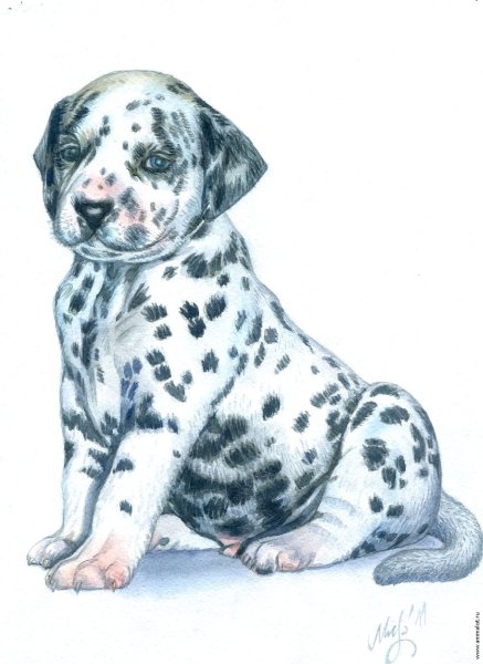 Далматин акварель