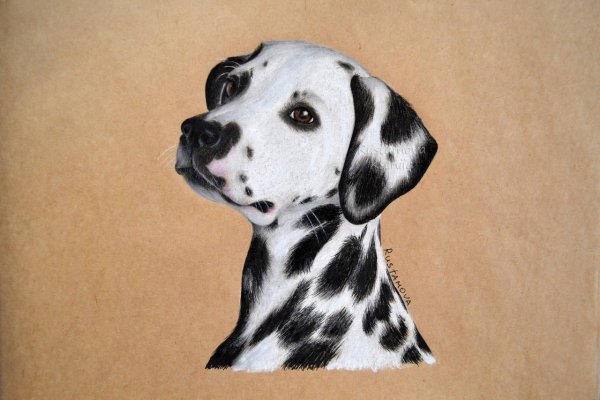 Далматин портрет