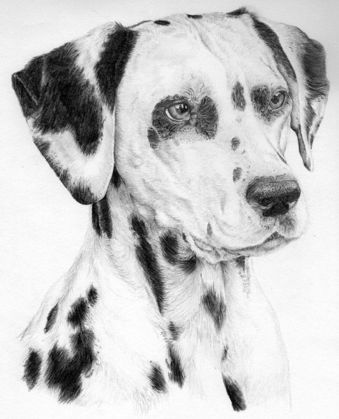 Далматинец охотничья собака