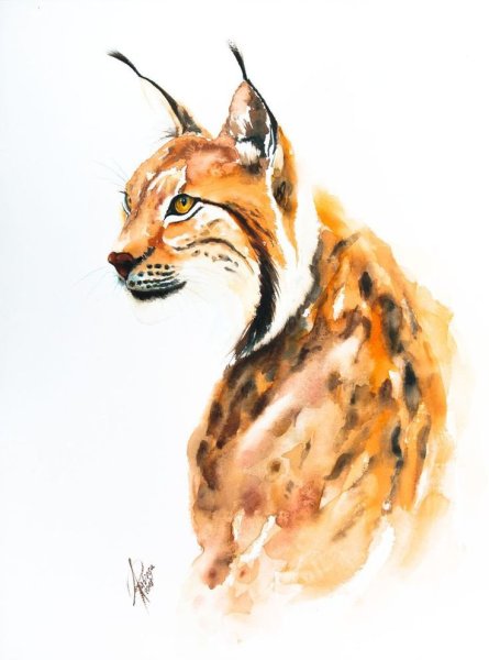 Рысь скетч