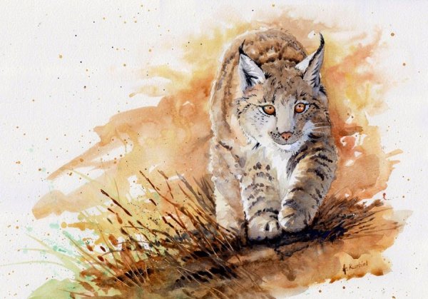 Рысь рисунок