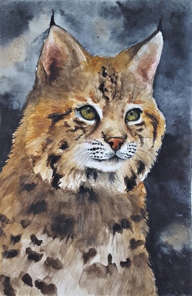 Рысь гуашью
