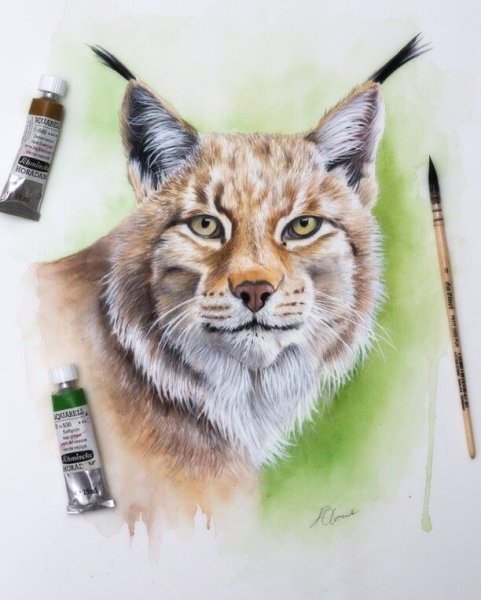 Рысь рисунок акварелью